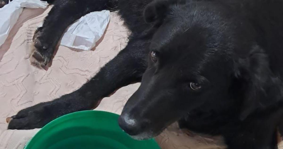 Lo que creíamos imposible fue posible aseguraron emocionadas las impulsoras de la colecta