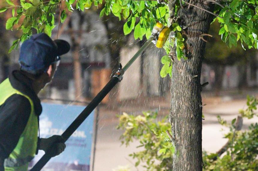 Arbolado urbano- naturaleza al servicio de la ciudad