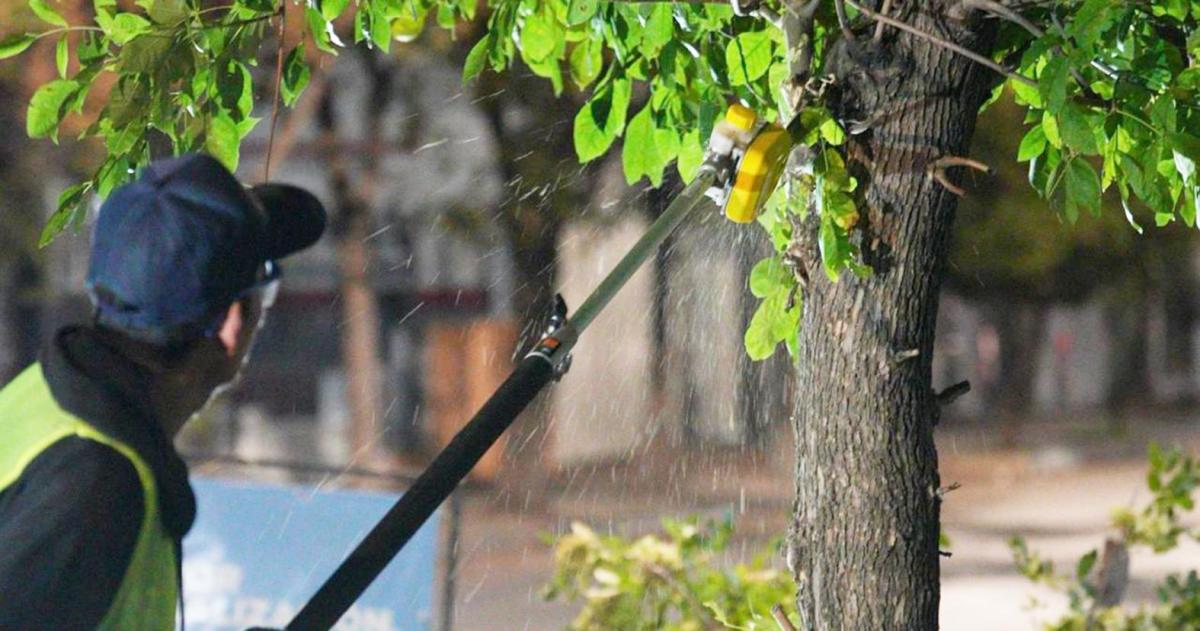 Arbolado urbano- naturaleza al servicio de la ciudad