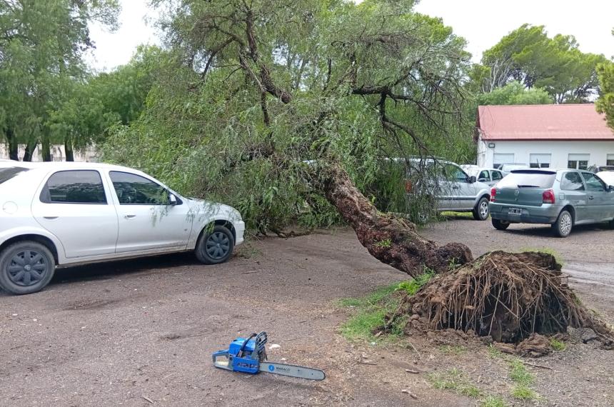 Un �rbol cayó en el estacionamiento del Hospital Centeno