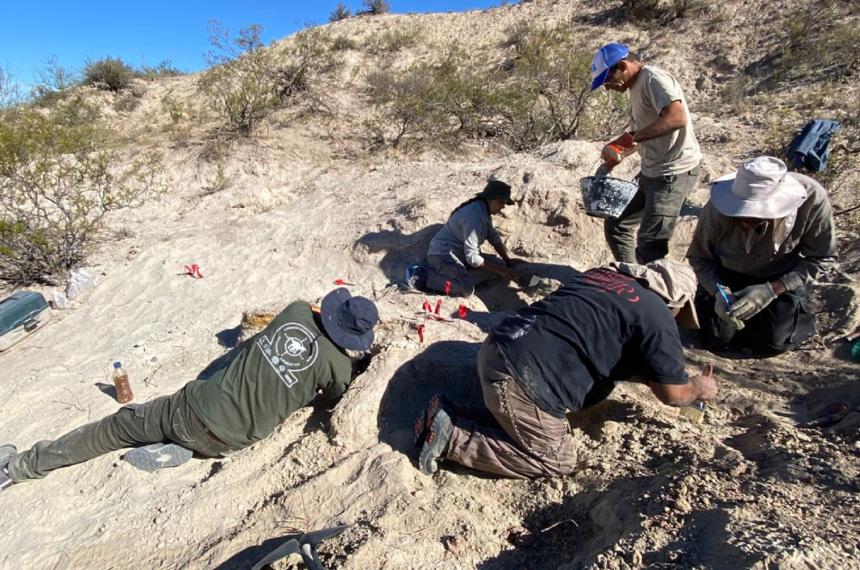 Encontraron restos de un Titanosaurio en 25 de Mayo