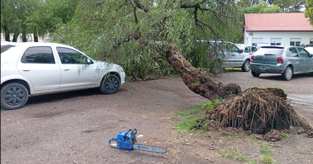 Un �rbol cayó en el estacionamiento del Hospital Centeno