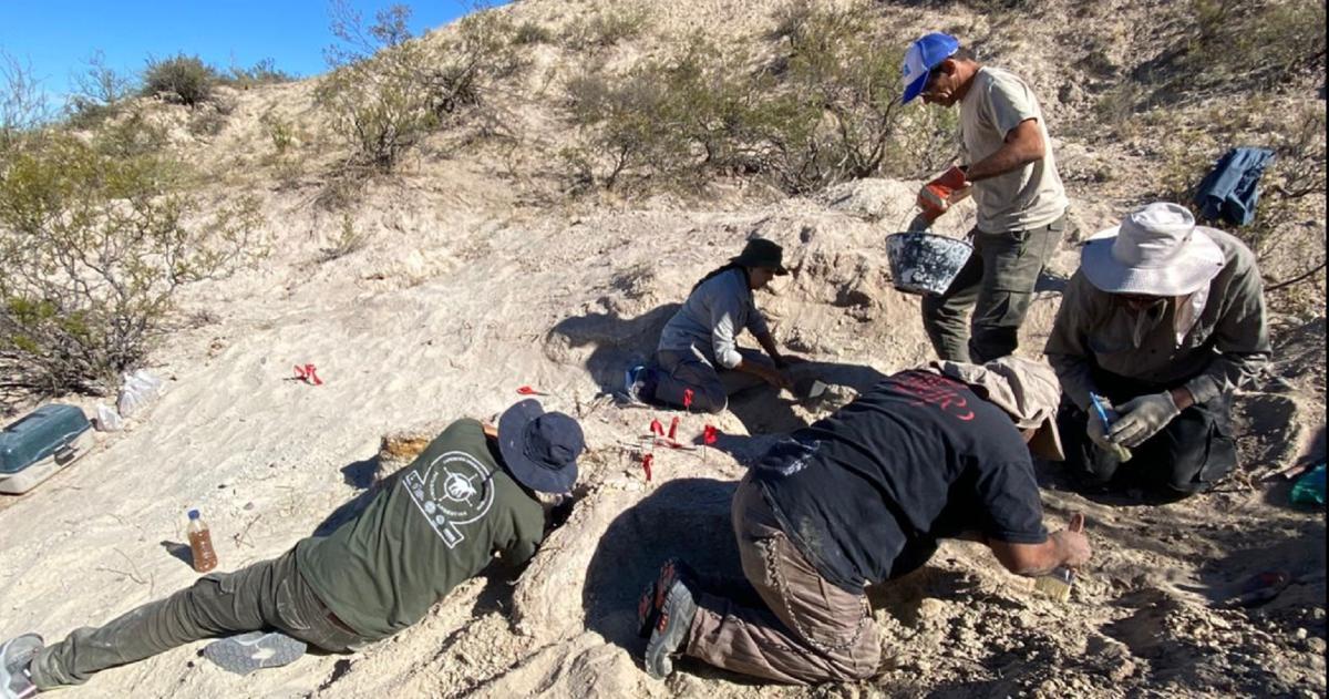 Encontraron restos de un Titanosaurio en 25 de Mayo