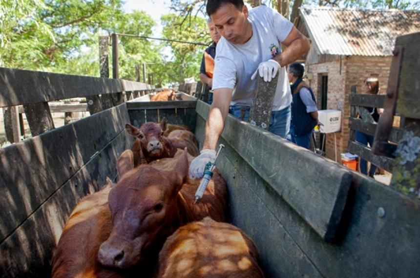 Los cambios en la vacunación generaron una interna entre las entidades rurales pampeanas