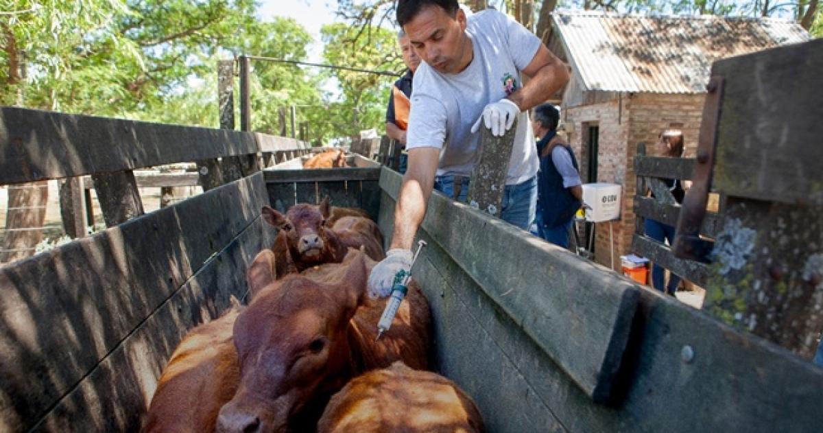 Los cambios en la vacunación generaron una interna entre las entidades rurales pampeanas