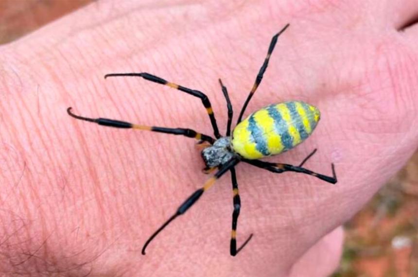 Arantildea gigante avance imparable y un problema que ya no se puede ignorar- la invasioacuten que inquieta a Estados Unidos