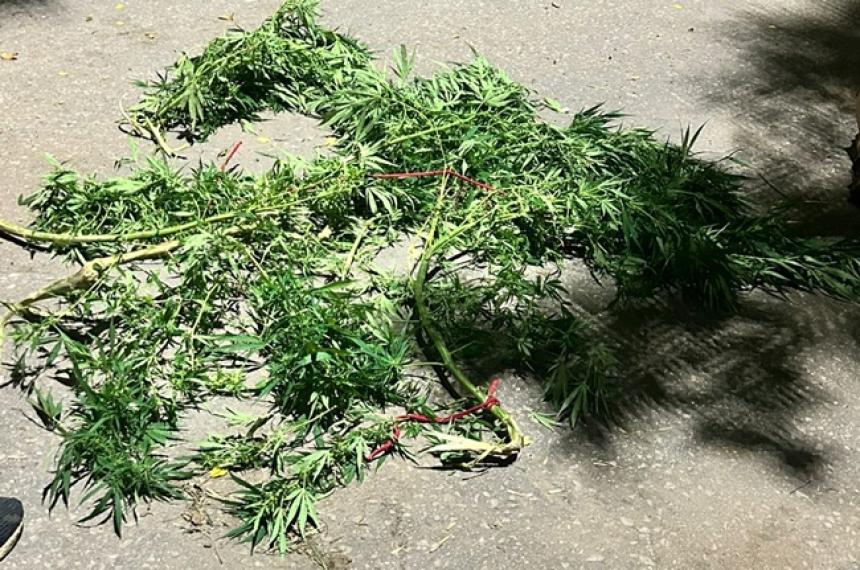 Tres joacutevenes detenidos con ramas de cannabis en Santa Rosa