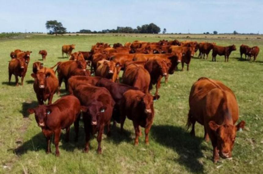 El carbunclo bacteridiano es una enfermedad zoonótica grave que afecta principalmente a rumiantes domésticos como bovinos y ovinos