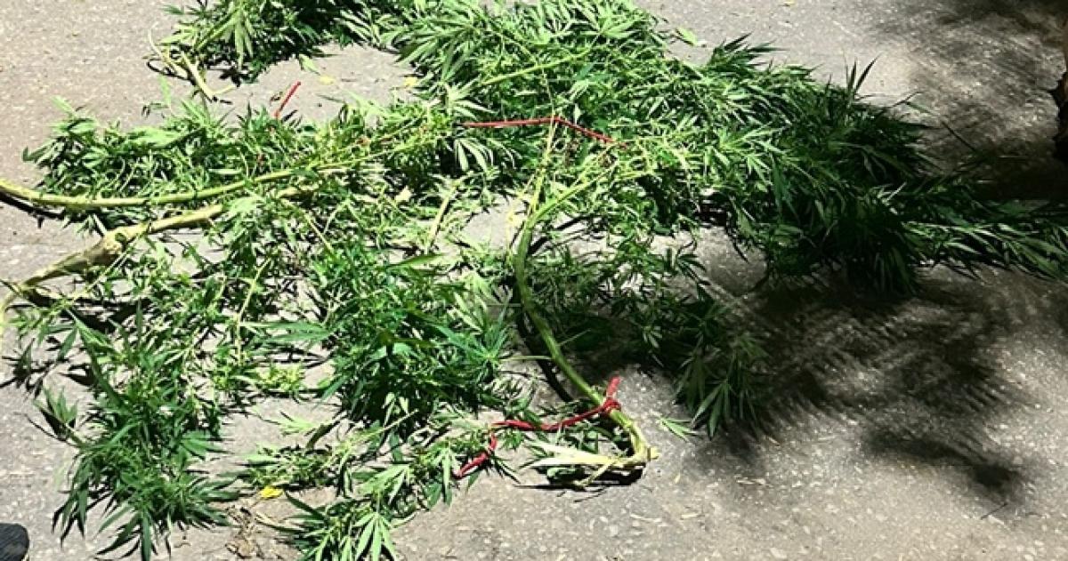 Tres joacutevenes detenidos con ramas de cannabis en Santa Rosa