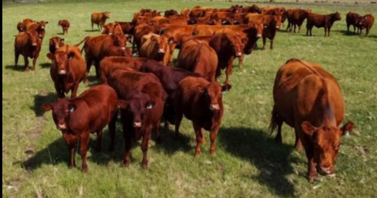 El carbunclo bacteridiano es una enfermedad zoonótica grave que afecta principalmente a rumiantes domésticos como bovinos y ovinos