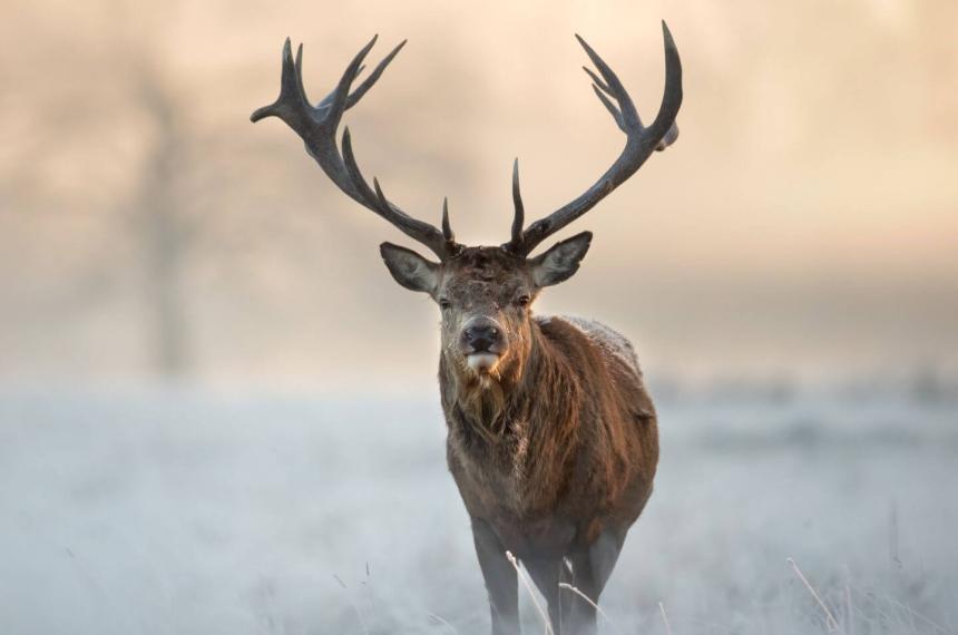 Prisioacuten efectiva a un cazador por matar a un ciervo colorado