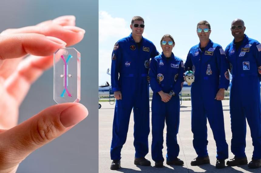 Los astronautas de Artemis II llevan consigo chips biotecnológicos del tamaño de una memoria USB