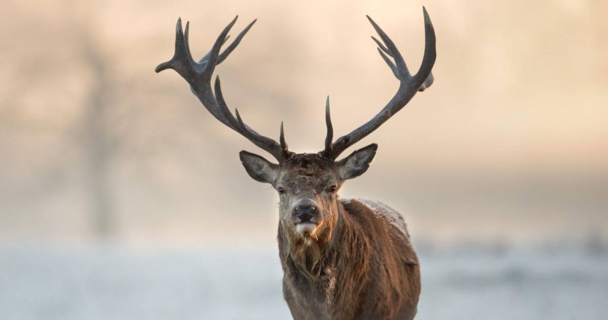 Prisioacuten efectiva a un cazador por matar a un ciervo colorado