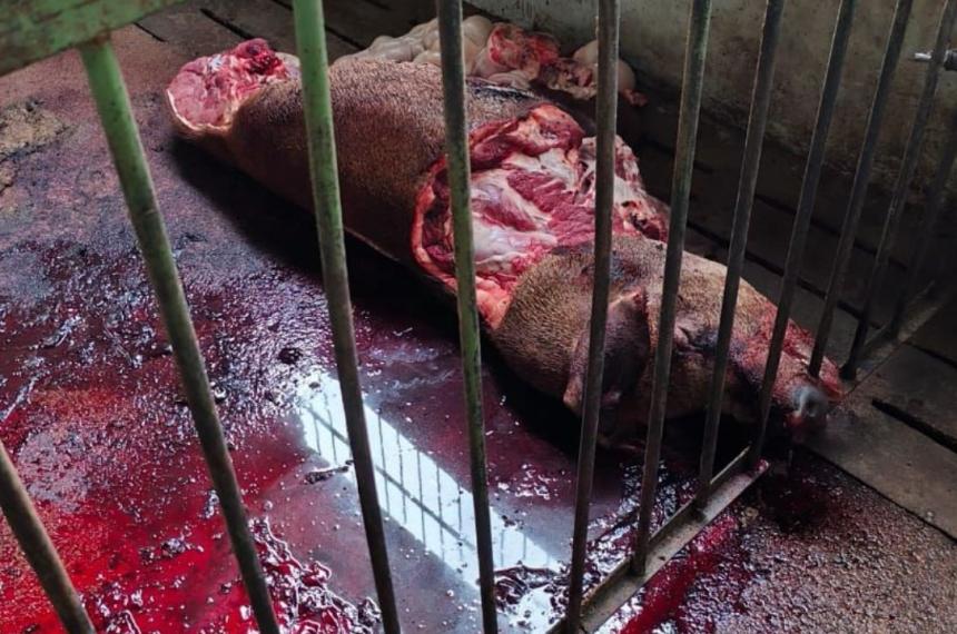 El animal formaba parte de un importante proyecto