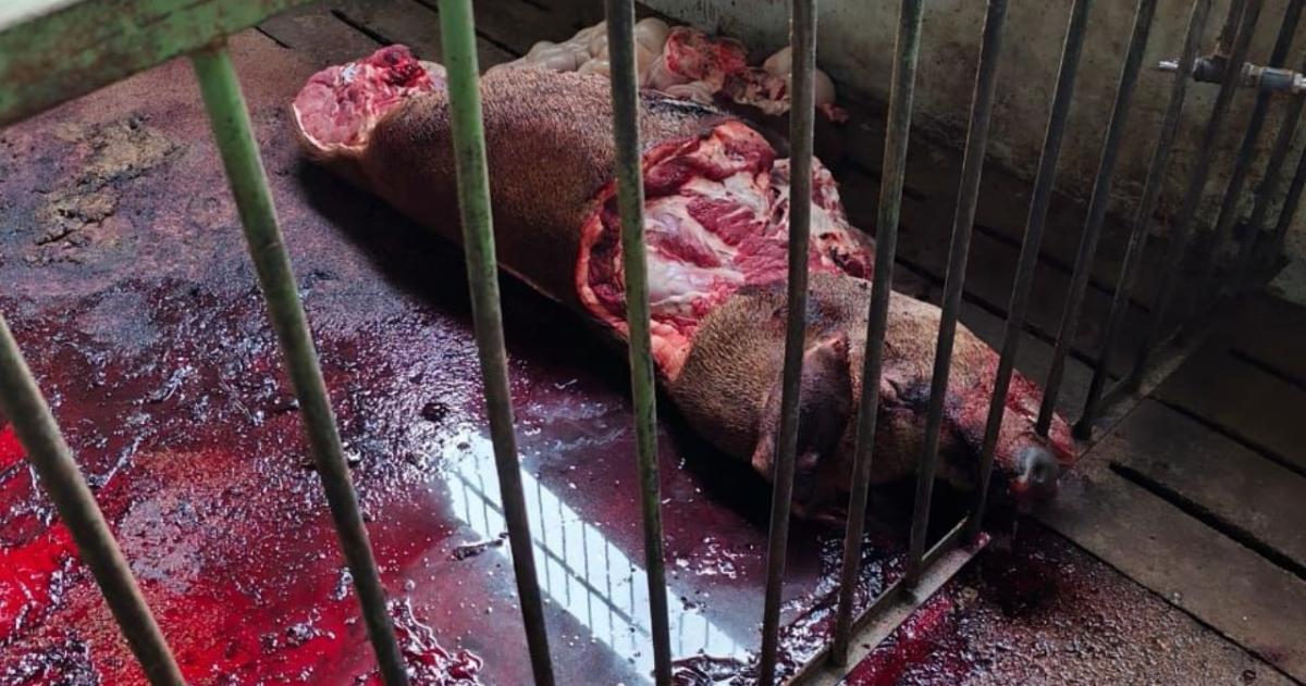 El animal formaba parte de un importante proyecto