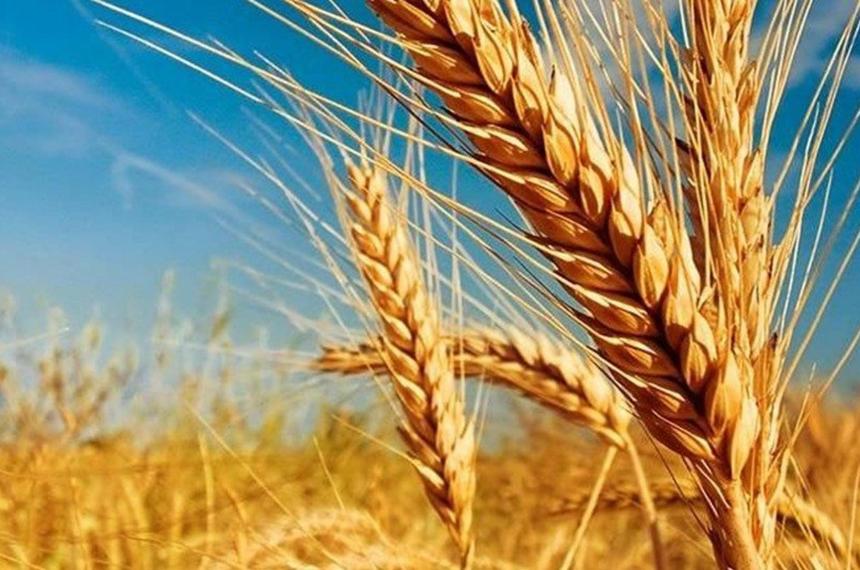 Trigo 2026- la ventana se abre pero exige inteligencia agronoacutemica y financiera