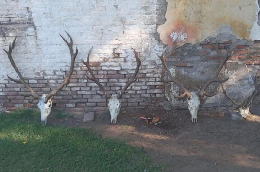 En una de las viviendas se secuestraron cuatro cabezas de ciervo