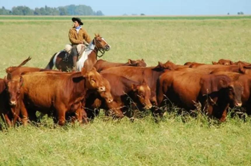 Bajó el stock ganadero