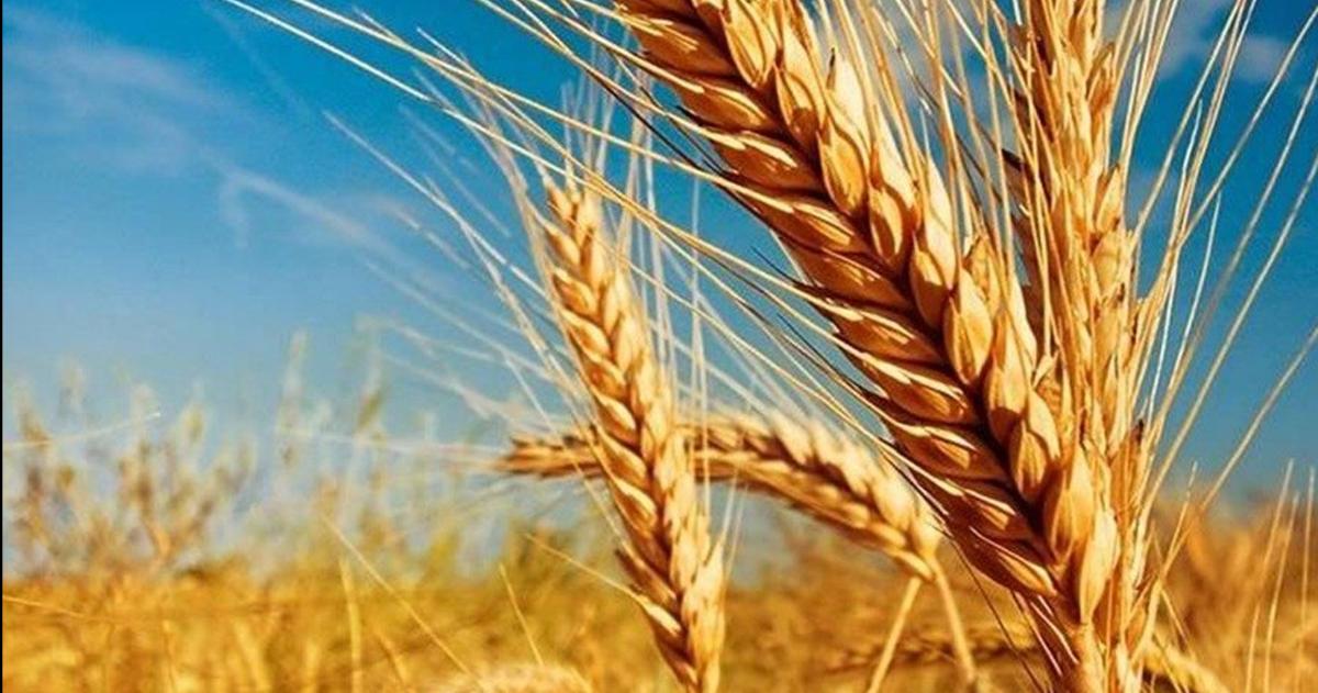 Trigo 2026- la ventana se abre pero exige inteligencia agronoacutemica y financiera