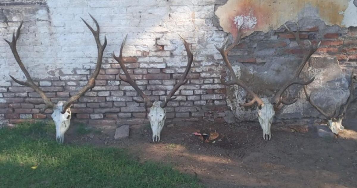 En una de las viviendas se secuestraron cuatro cabezas de ciervo