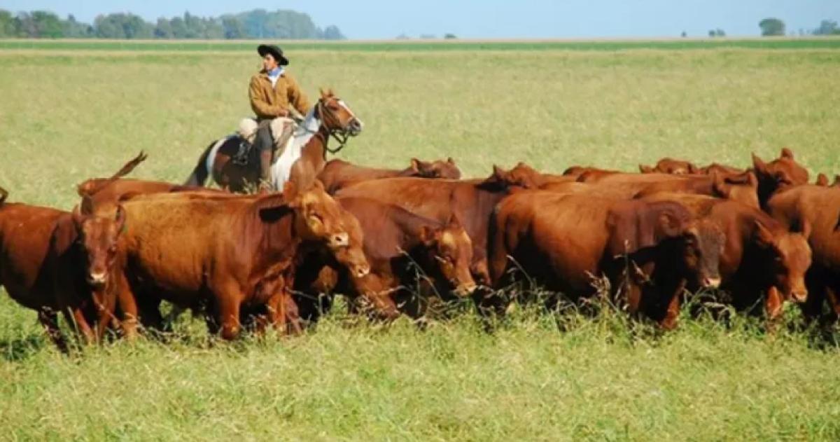 Bajó el stock ganadero