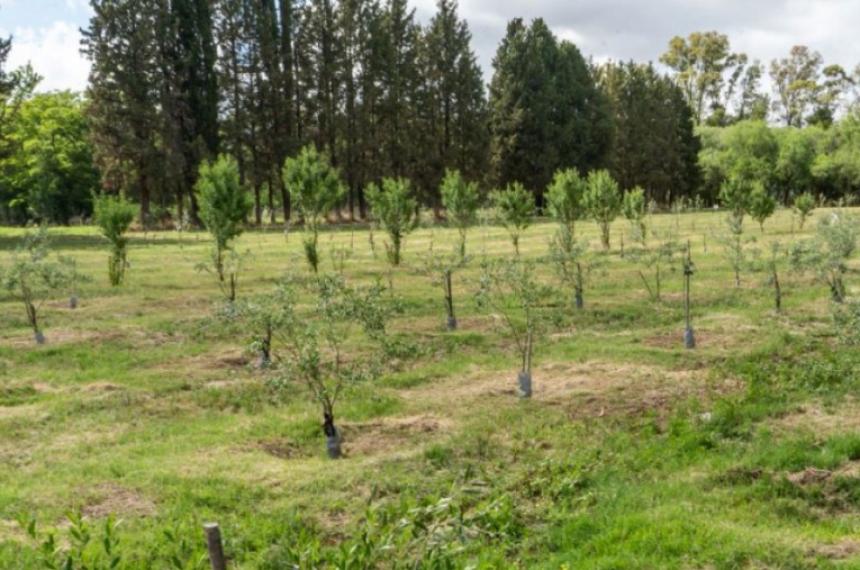 Viveros Forestales arrancaron la temporada de venta de plantas