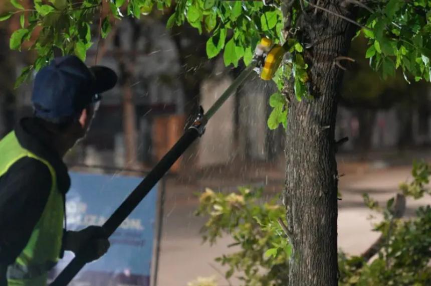 Una entidad ecologista advirtió que la Municipalidad realiza poda fuera de época