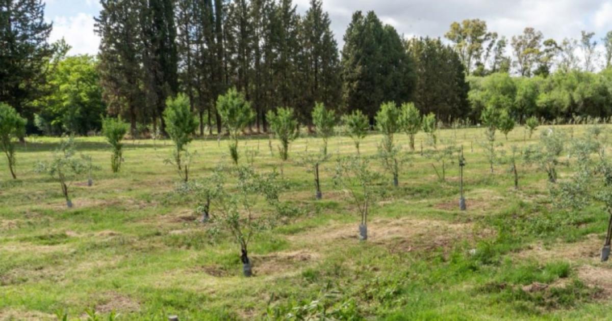Viveros Forestales arrancaron la temporada de venta de plantas