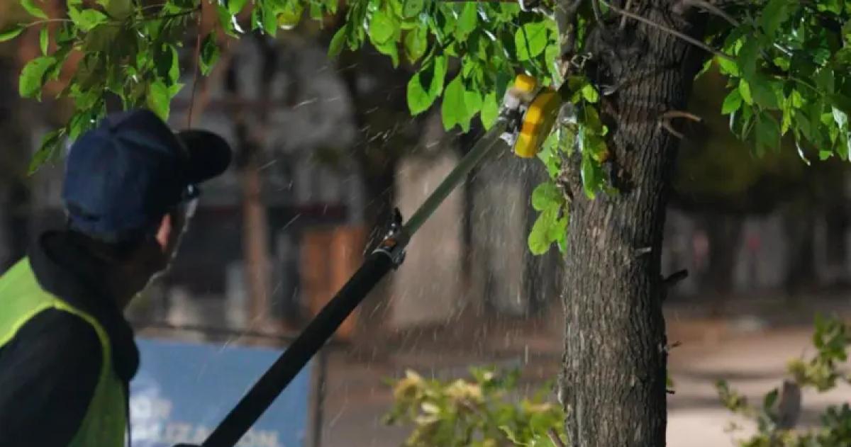Una entidad ecologista advirtió que la Municipalidad realiza poda fuera de época