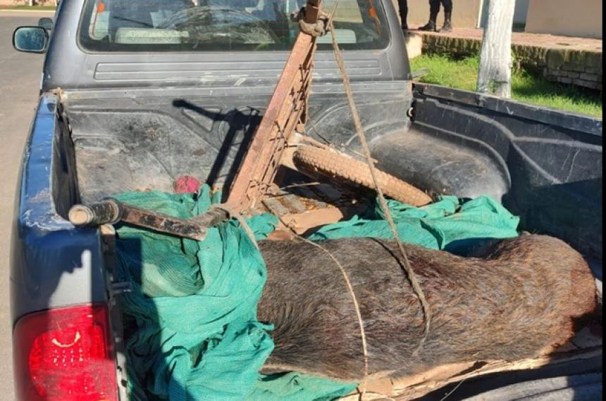 Los cazadores llevaban un jabalí en una camioneta