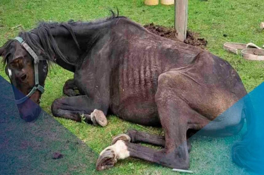 La yegua en el grave estado que presentaba cuando fue rescatada