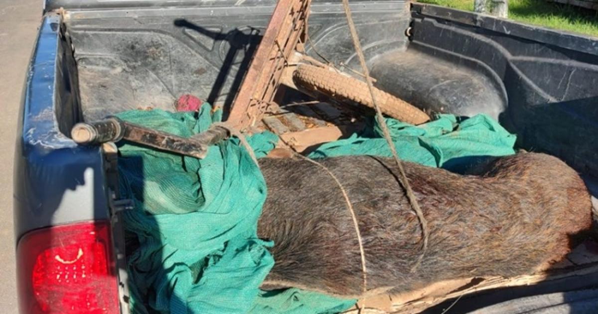 Los cazadores llevaban un jabalí en una camioneta