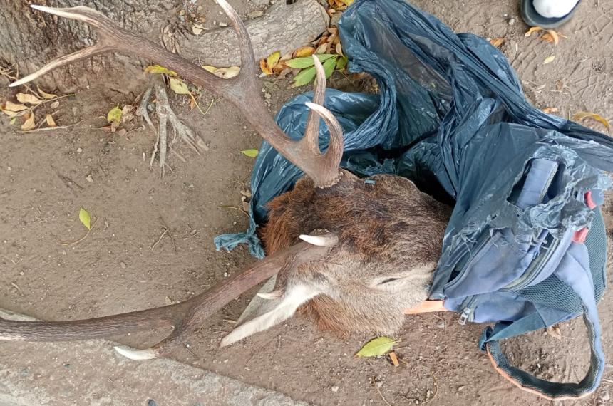  El hombre fue identificado en la calle Medici donde se constató que trasladaba los restos sin documentación
