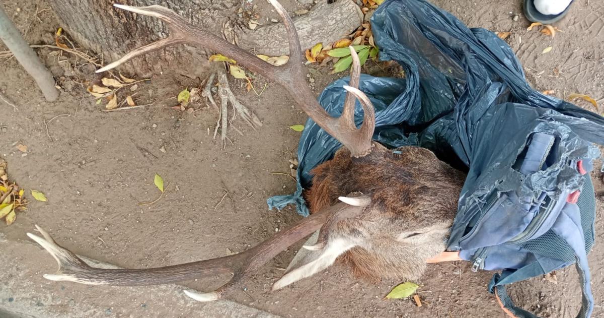  El hombre fue identificado en la calle Medici donde se constató que trasladaba los restos sin documentación