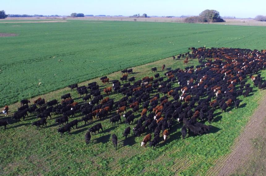 El índice CREA de confianza del empresario agropecuario alcanzó en marzo los 70 puntos