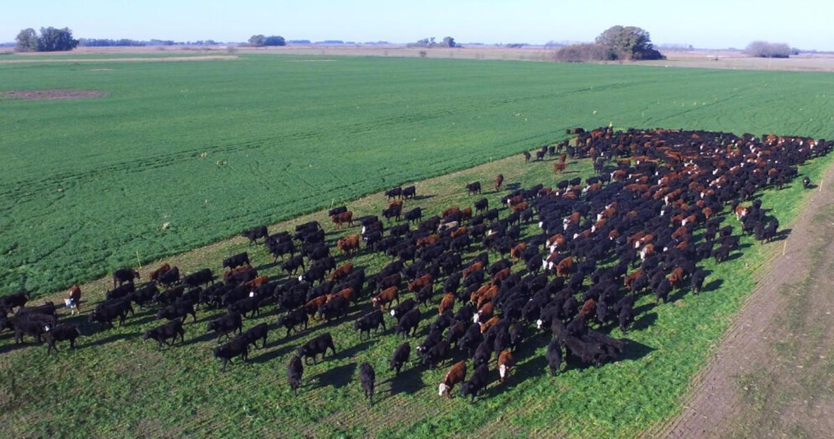 El índice CREA de confianza del empresario agropecuario alcanzó en marzo los 70 puntos