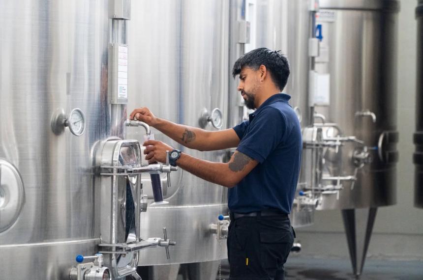 Los primeros vinos elaborados íntegramente en territorio pampeano estar�n disponibles en el mercado hacia diciembre de este año