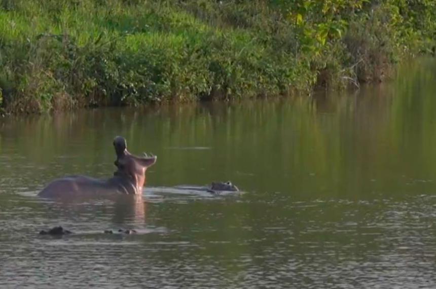 Colombia va por los hipopótamos de Escobar