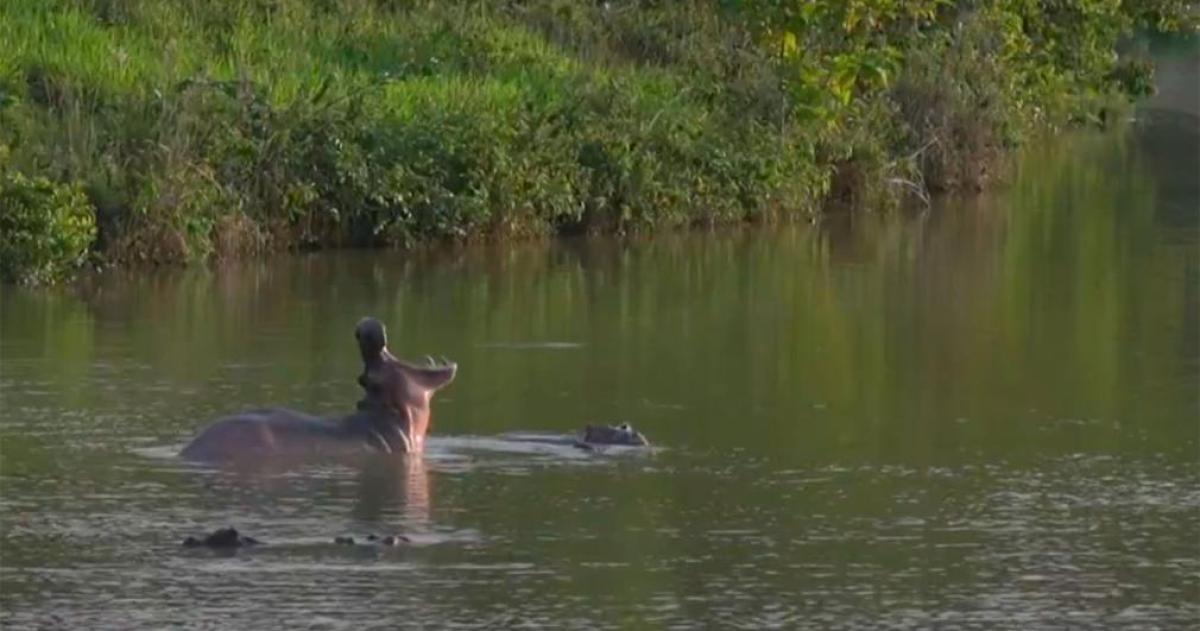 Colombia va por los hipopótamos de Escobar
