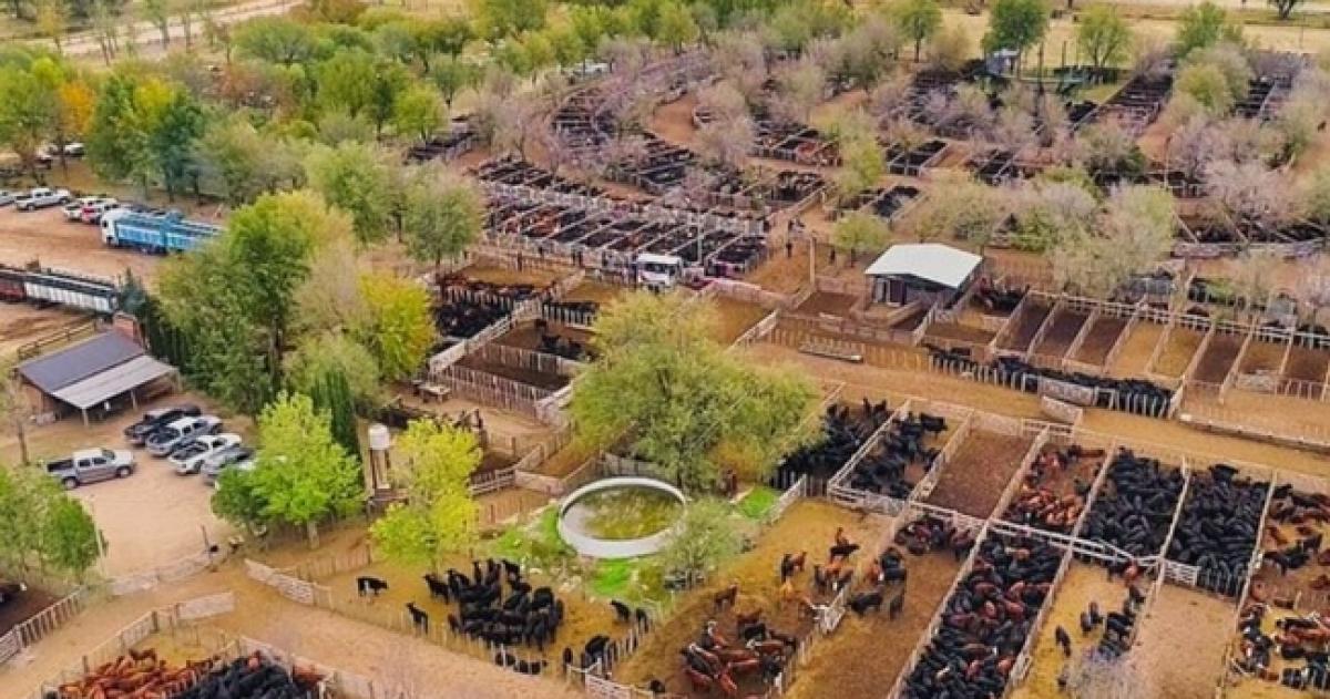 Los hechos se produjeron en una Feria de General Acha