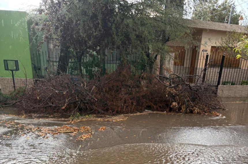  Aseguran que pese a los reiterados llamados al 147 el municipio a�n no retiró los troncos