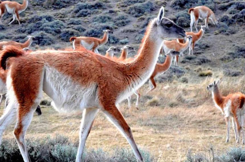  La propuesta que incomoda al negocio de la carne tradicional