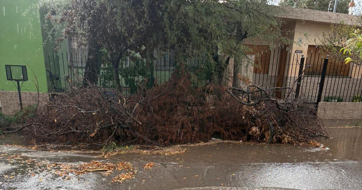  Aseguran que pese a los reiterados llamados al 147 el municipio a�n no retiró los troncos