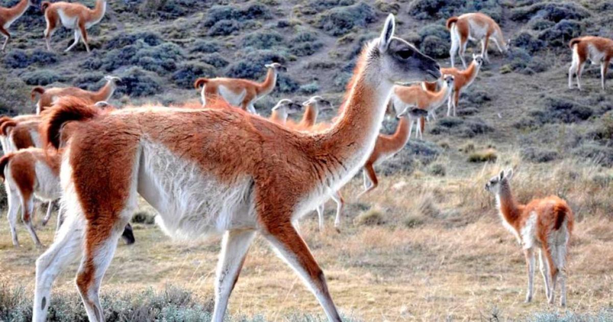  La propuesta que incomoda al negocio de la carne tradicional