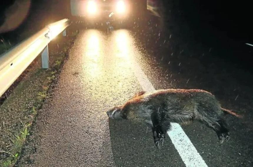 Uno de los animales muertos tras el choque