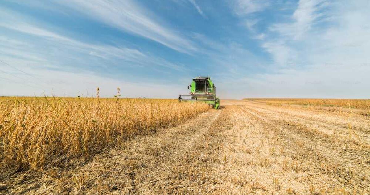 Los granos que hoy quedan en el rastrojo no volver�n