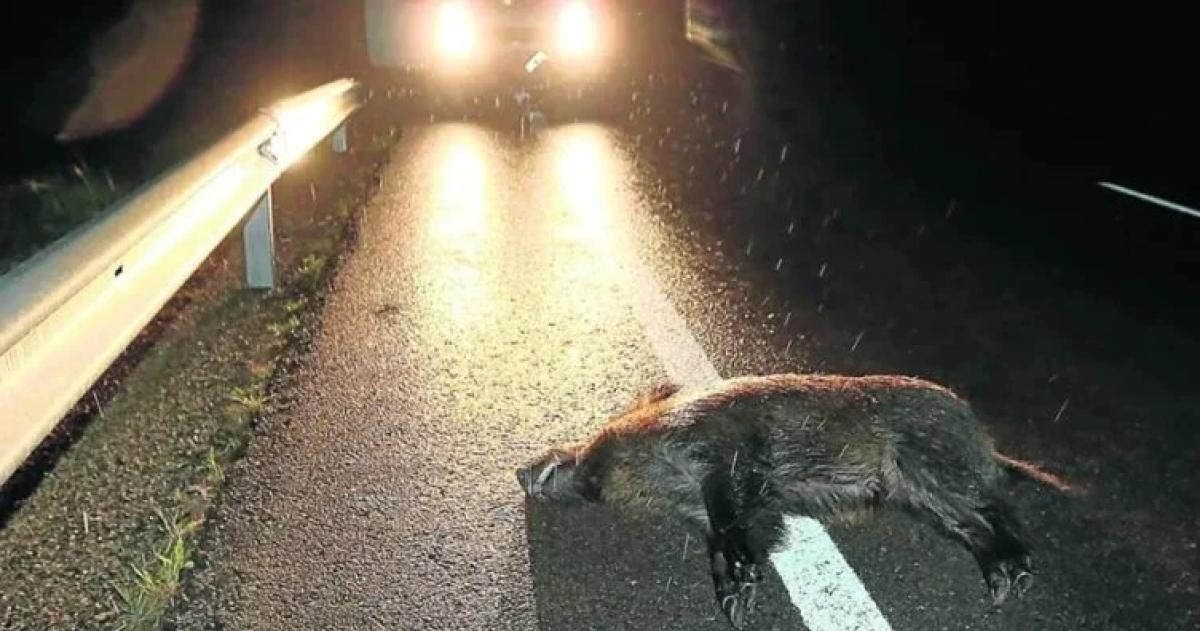 Uno de los animales muertos tras el choque