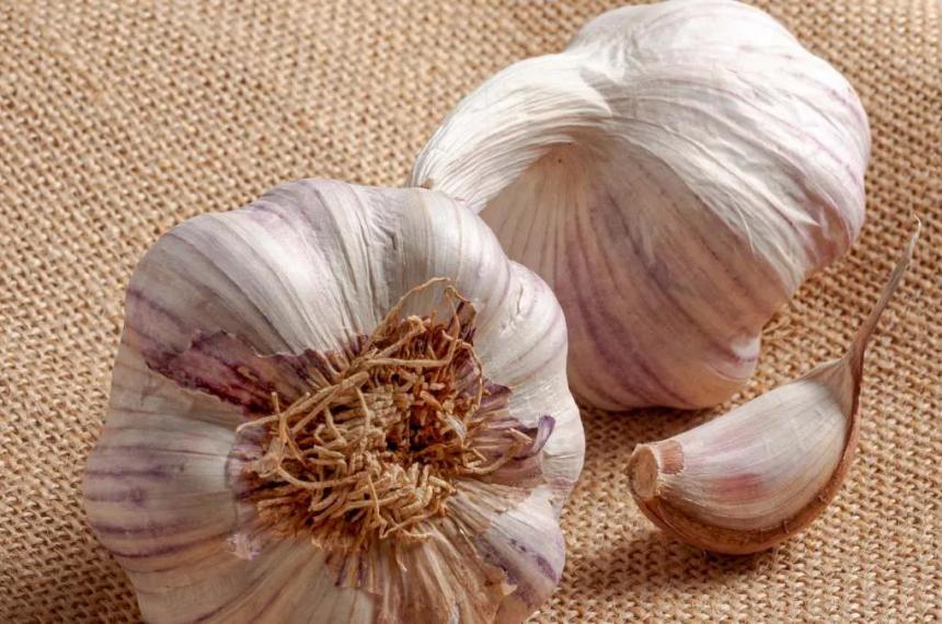 El principal compuesto activo del ajo es la alicina una sustancia con efectos antimicrobianos y antioxidantes