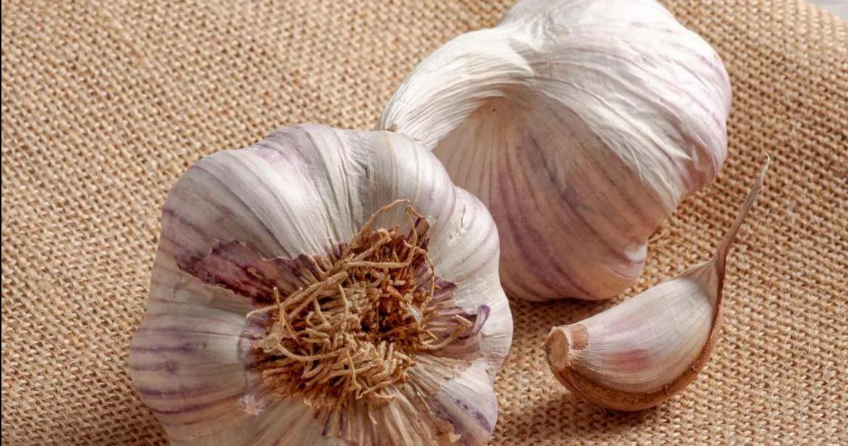 El principal compuesto activo del ajo es la alicina una sustancia con efectos antimicrobianos y antioxidantes