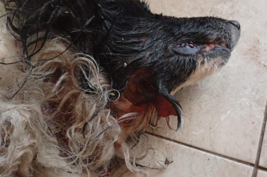 Dos perros dogos atacaron a un border collie que los toreaba detr�s de una reja